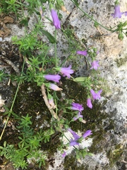 Campanula sibirica taurica