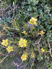 Castilleja peirsonii