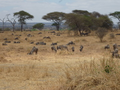 Connochaetes taurinus albojubatus