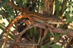 Meroles squamulosus