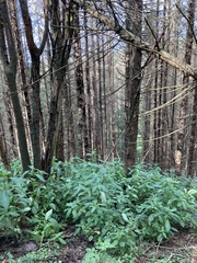 Impatiens glandulifera