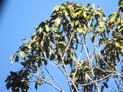 Heritiera trifoliolata