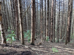 Impatiens glandulifera