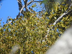 Notothixos cornifolius