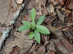 Rhinotropis californica