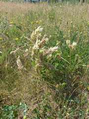 Astragalus inopinatus