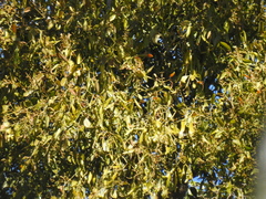 Notothixos cornifolius