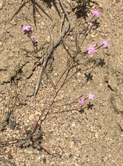 Gilia leptantha purpusii