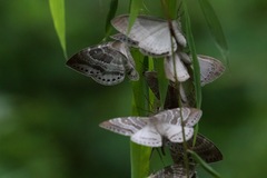 Cyclidia rectificata