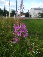 Chamaenerion angustifolium