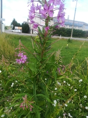 Chamaenerion angustifolium