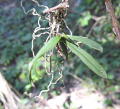 Sarcochilus dilatatus