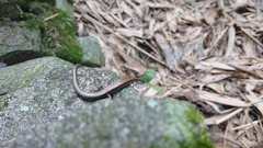 Scincella formosensis