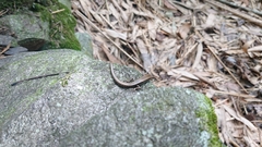 Scincella formosensis