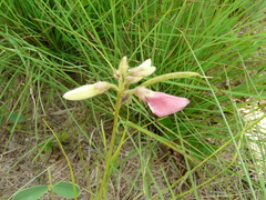 Tephrosia onobrychoides