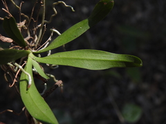 Sarcochilus dilatatus