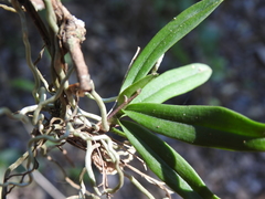 Sarcochilus dilatatus