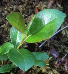 Salix myrtillifolia
