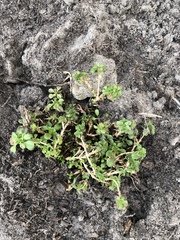 Acanthophyllum cerastioides