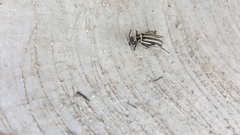 Epicauta atrivittata