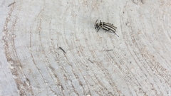 Epicauta atrivittata