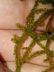 Weymouthia cochlearifolia