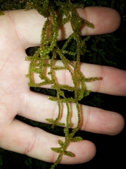 Weymouthia cochlearifolia