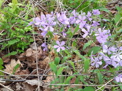 Phlox divaricata laphamii