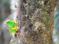 Chlorophonia occipitalis