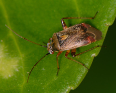 Polymerus