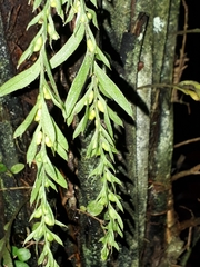 Fork fern (Tmesipteris elongata)