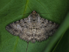 Polydesma boarmoides