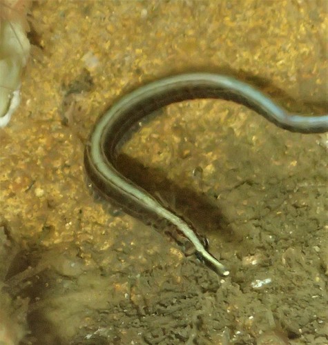 Sawtooth pipefish (Maroubra perserrata) — Syngnathidae — 5