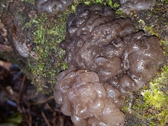Exidia novozealandica