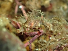 Idiotropiscis lumnitzeri