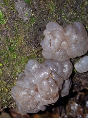 Exidia novozealandica