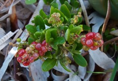 Rhagodia candolleana