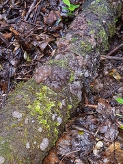 Exidia novozealandica