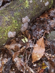 Exidia novozealandica