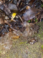 Exidia novozealandica