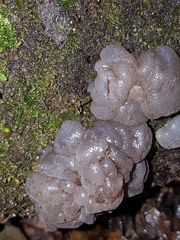 Exidia novozealandica