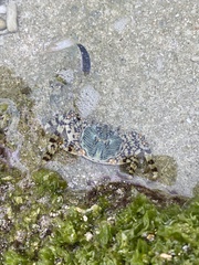 Grapsus albolineatus