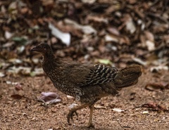 Gallus lafayettii