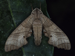 Marumba