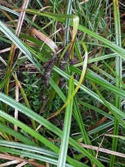 Carex lessoniana