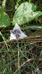 Calochortus elegans