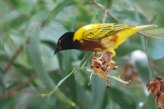 Ploceus jacksoni