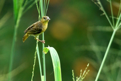 Ploceus jacksoni