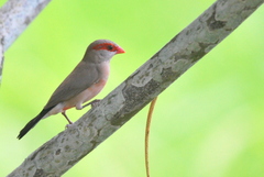 Estrilda troglodytes