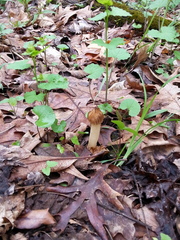 Morchella punctipes